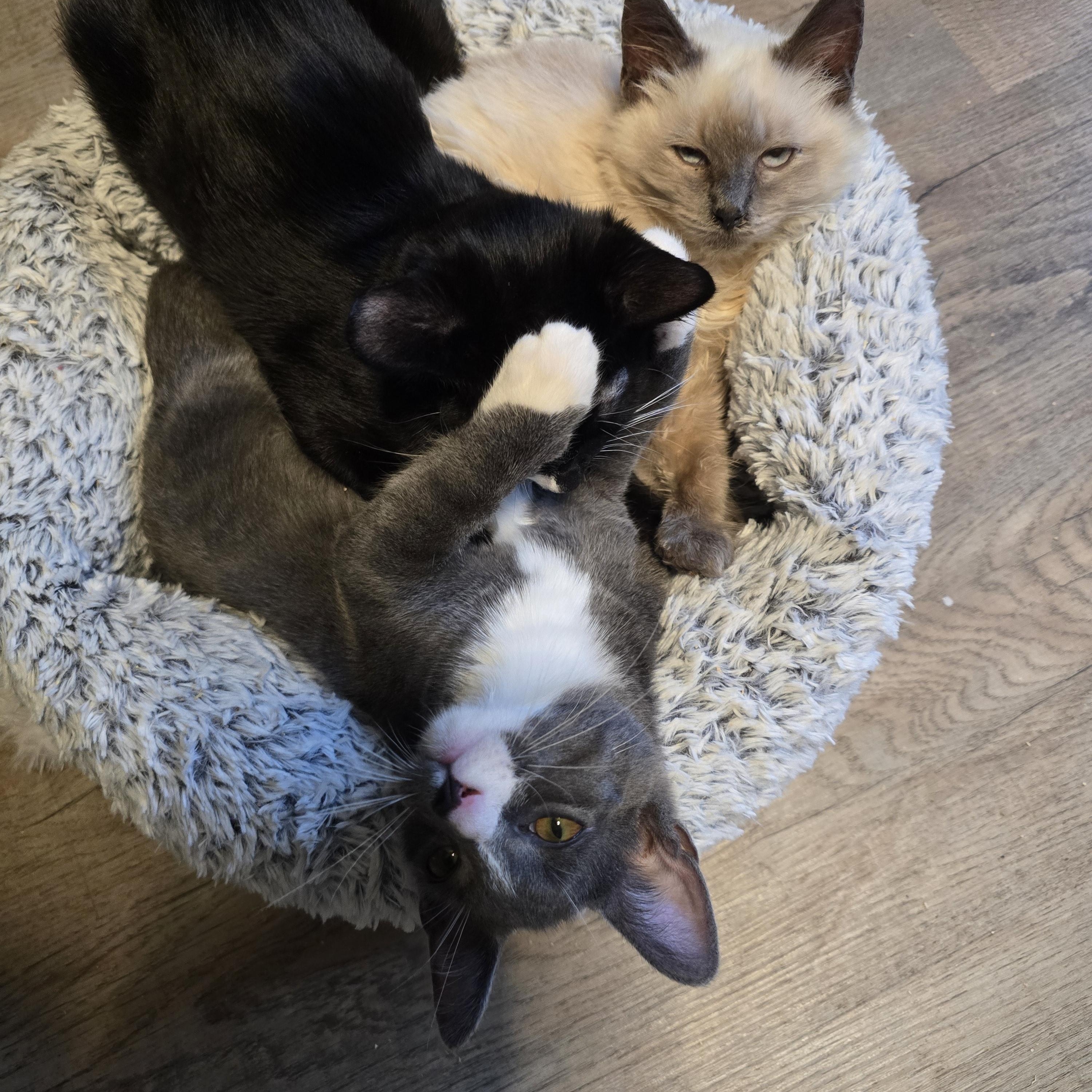 Enlarge Jailbird Jay, an adoptable Domestic Medium Hair in Lacey, WA image 3/3