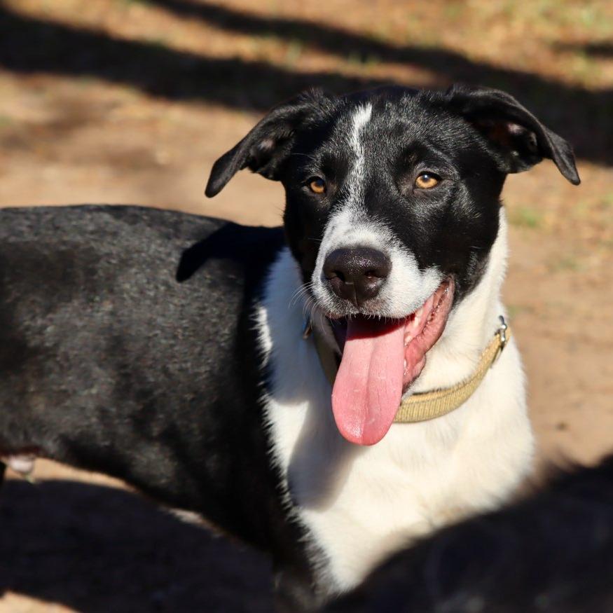Enlarge Denali, a Adoptable Mixed Breed in Waco, TX image 1/4
