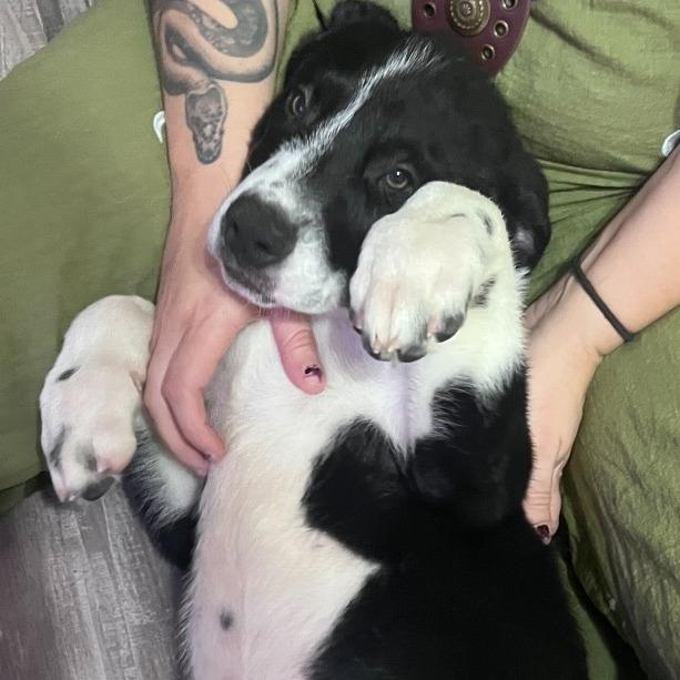 Denali, Adoptable, Puppy Male Mixed Breed.