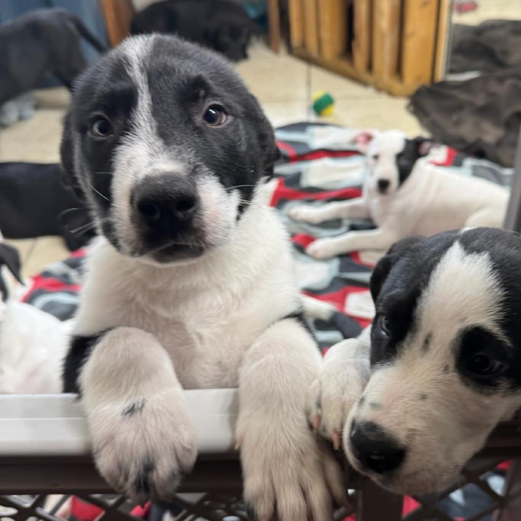 Denali, a Adoptable Mixed Breed in Waco, TX image 3/3