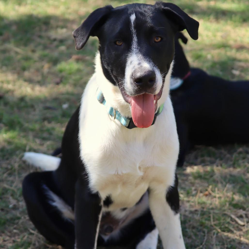 Enlarge Denali, a Adoptable Mixed Breed in Waco, TX image 5/5