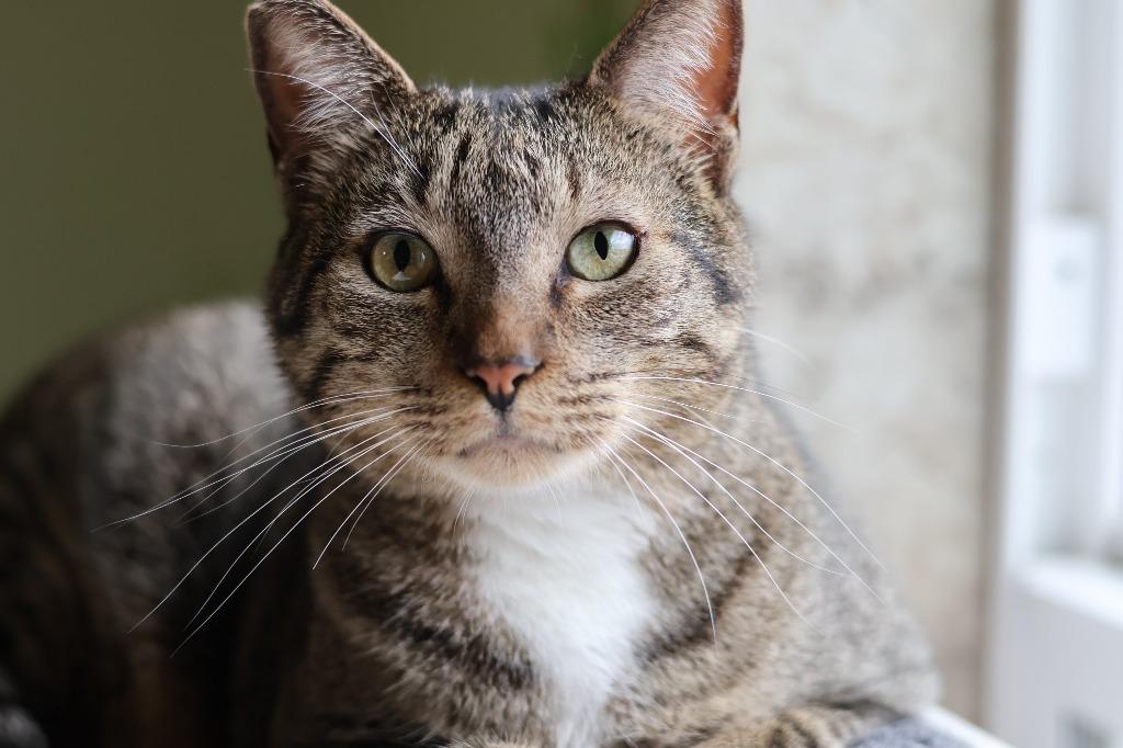 Enlarge Calvin, a Adoptable mixed breed in Hot Springs, AR image 1/4