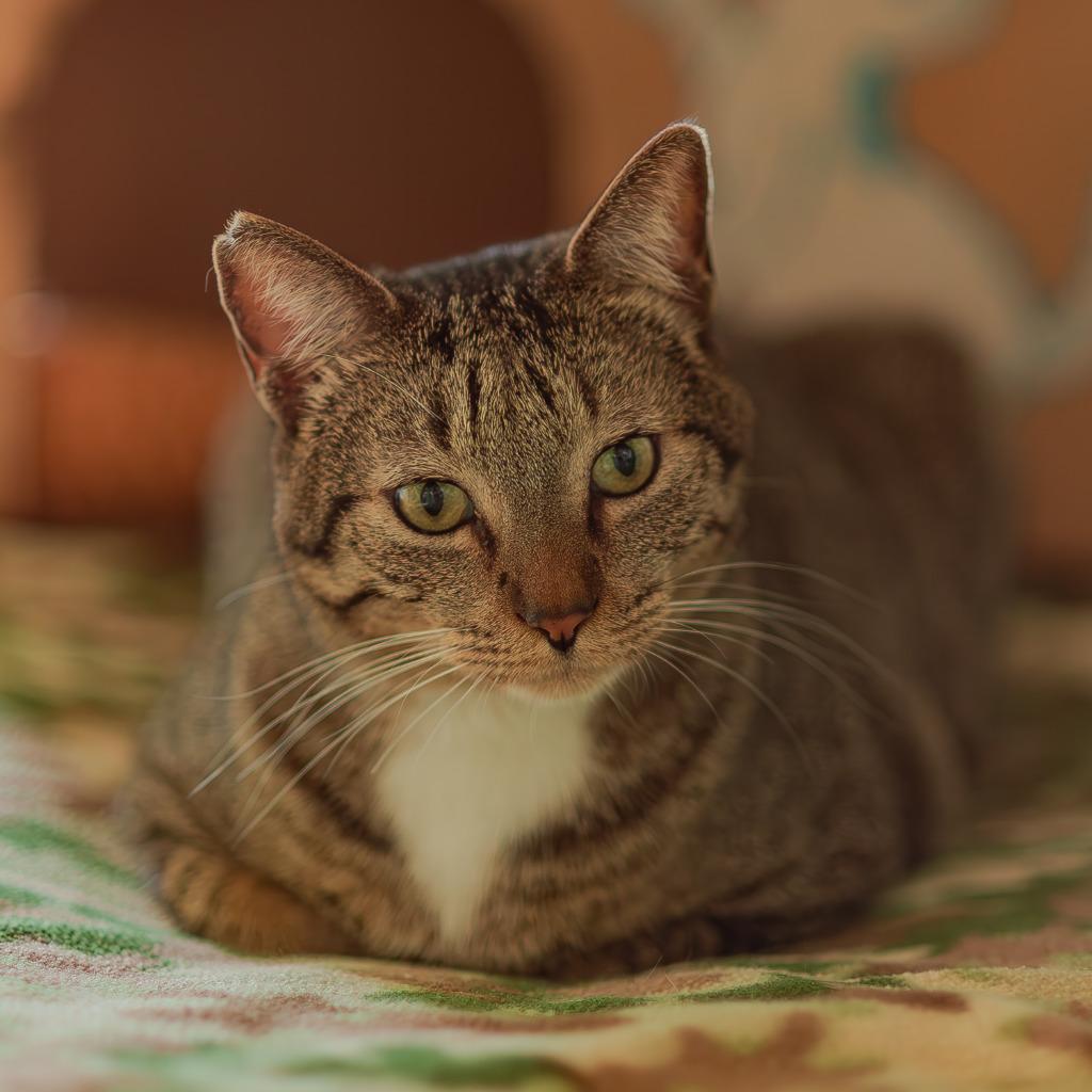 Enlarge Calvin, a Adoptable mixed breed in Hot Springs, AR image 2/4