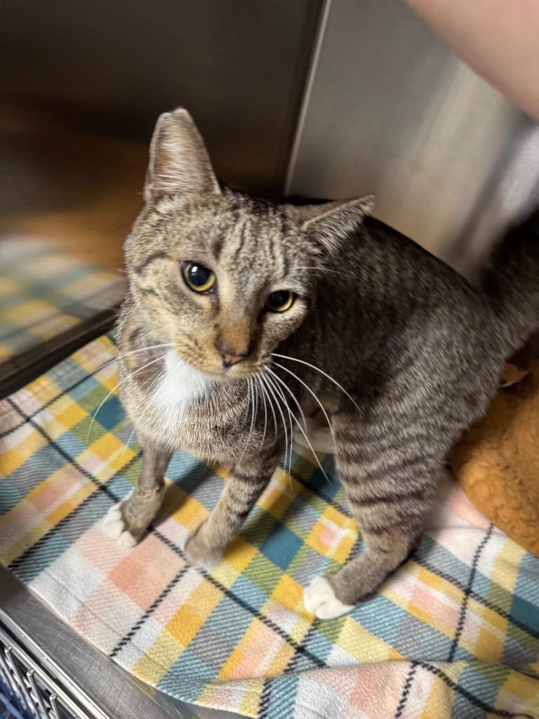 Enlarge Calvin, a Adoptable mixed breed in Hot Springs, AR image 3/4