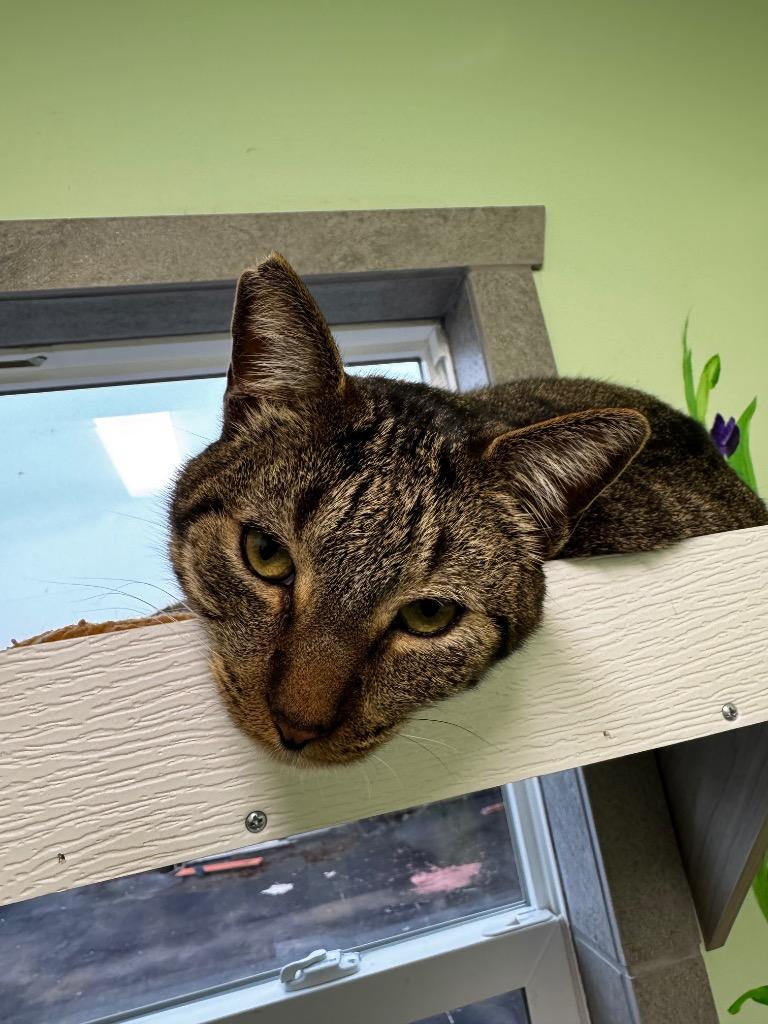 Enlarge Calvin, a Adoptable mixed breed in Hot Springs, AR image 4/4