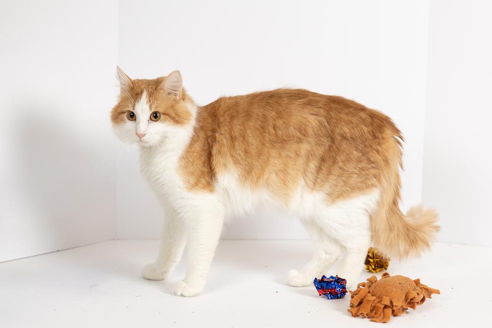 Butters , ADOPTABLE, Adult Male Tabby.