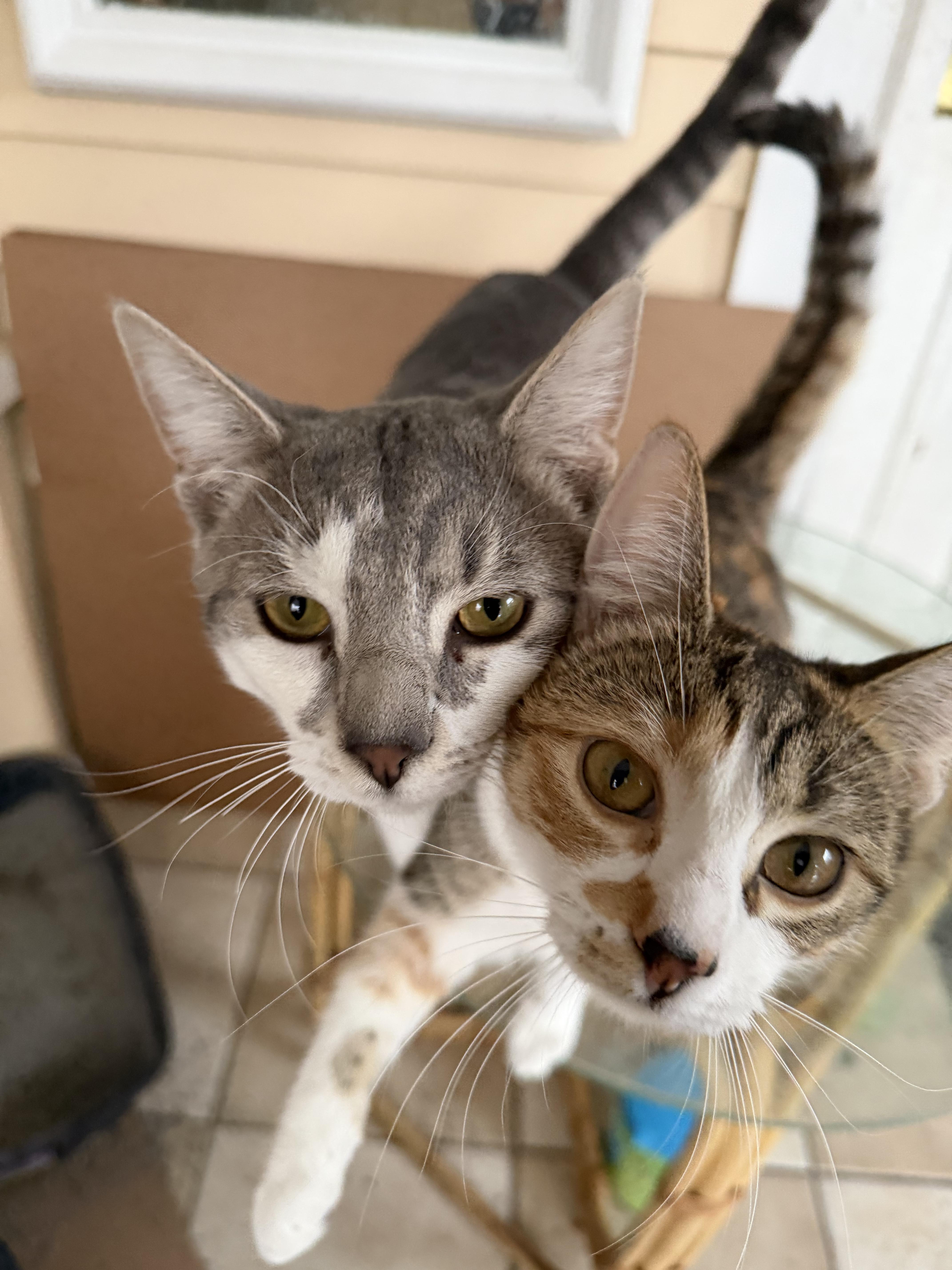 Enlarge Tiger, a ADOPTABLE Domestic Short Hair in Bayonne, NJ image 2/4