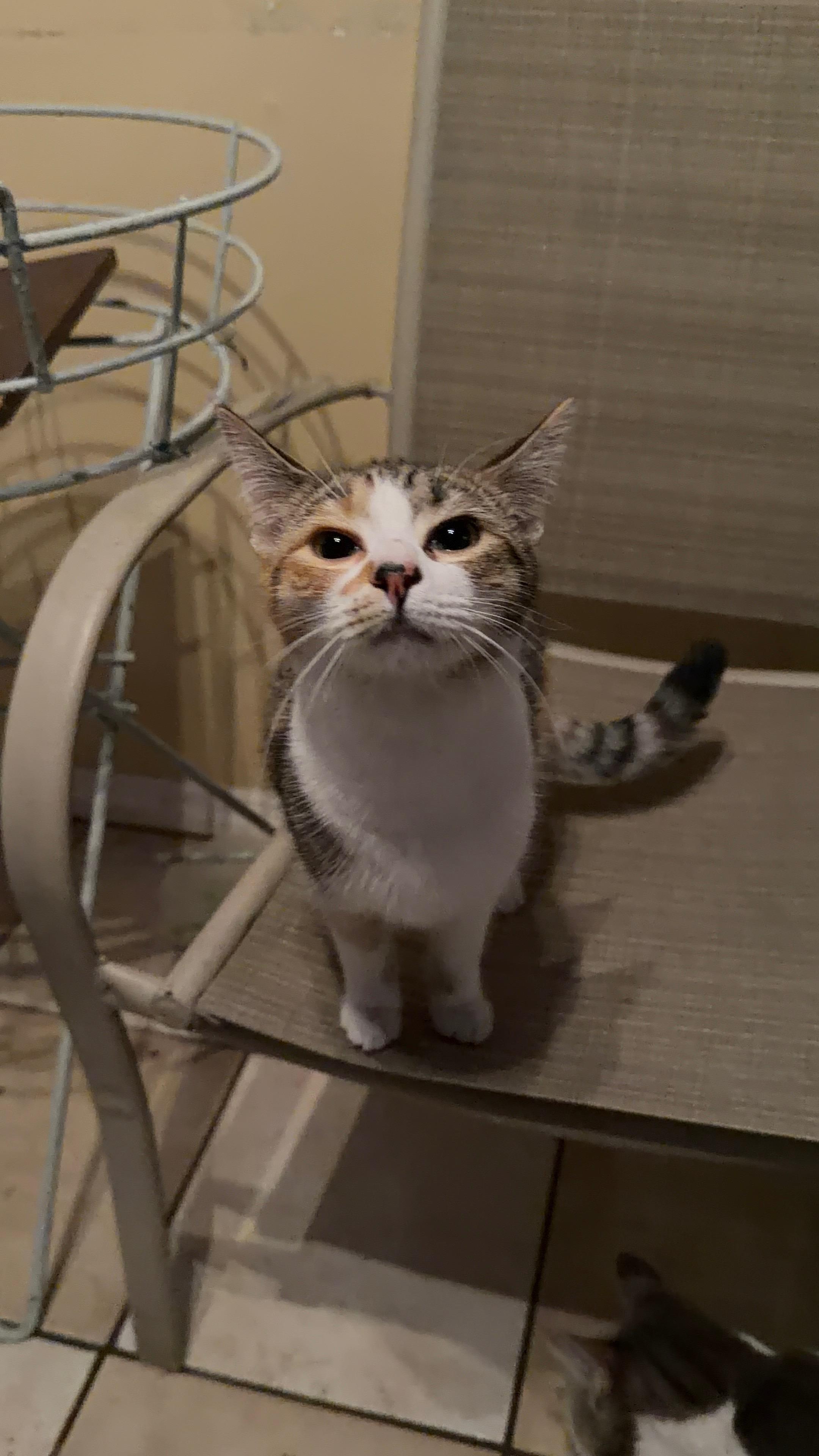 Enlarge Tiger, a ADOPTABLE Domestic Short Hair in Bayonne, NJ image 1/4