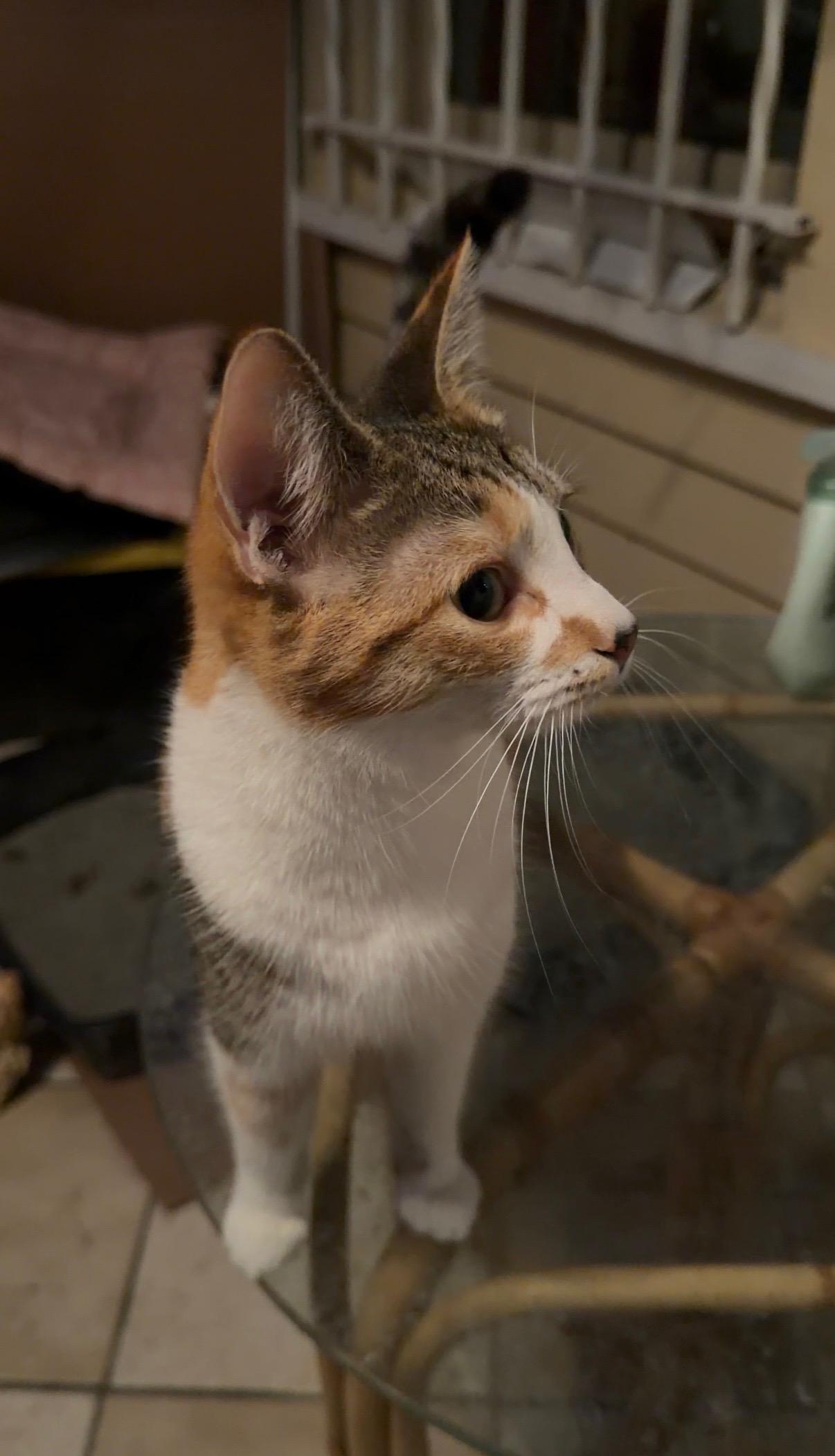 Enlarge Tiger, a ADOPTABLE Domestic Short Hair in Bayonne, NJ image 4/4