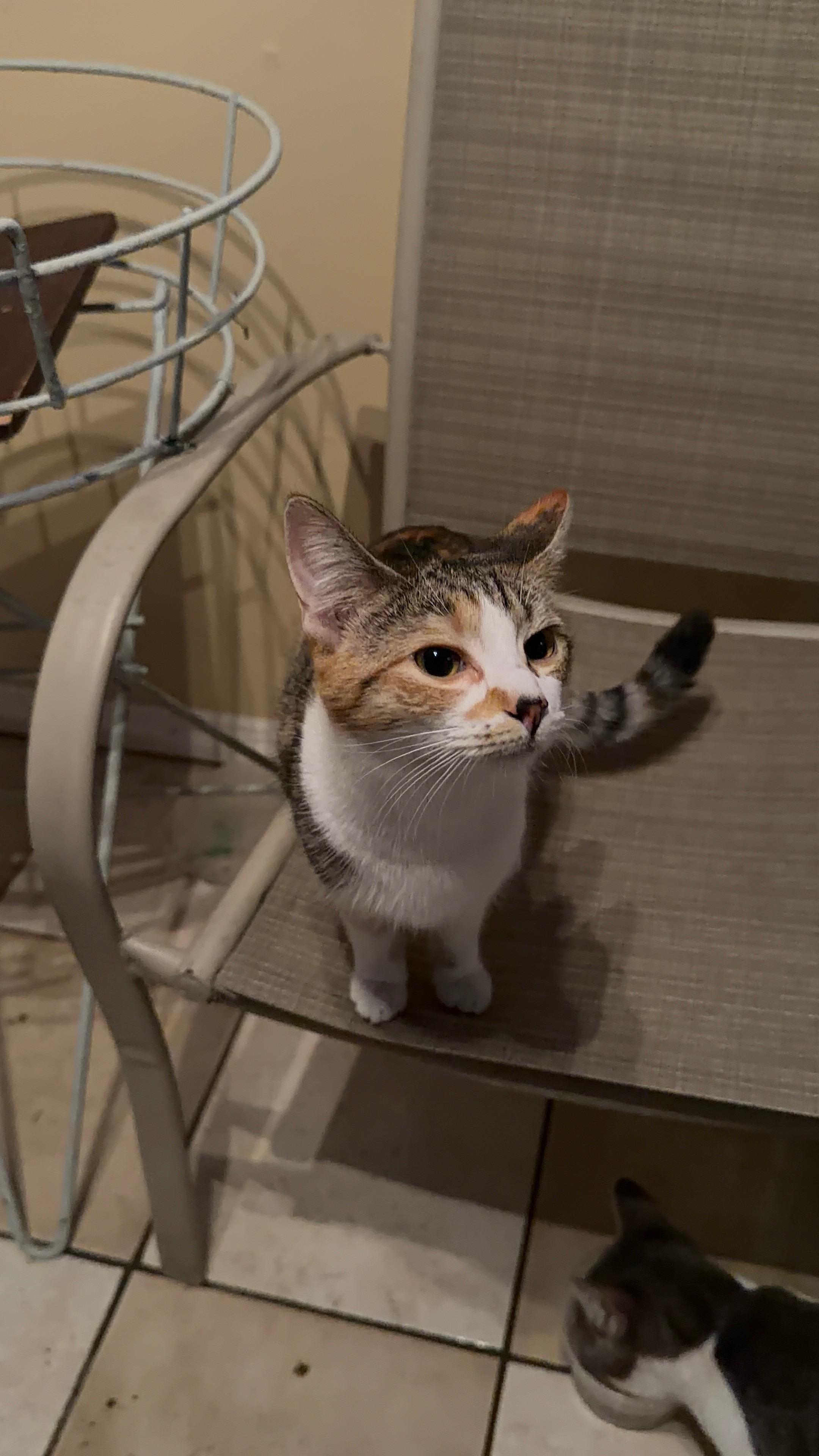 Enlarge Tiger, a ADOPTABLE Domestic Short Hair in Bayonne, NJ image 3/4