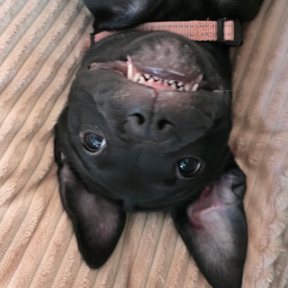 Agnes, Adoptable, Puppy Female American Staffordshire Terrier.