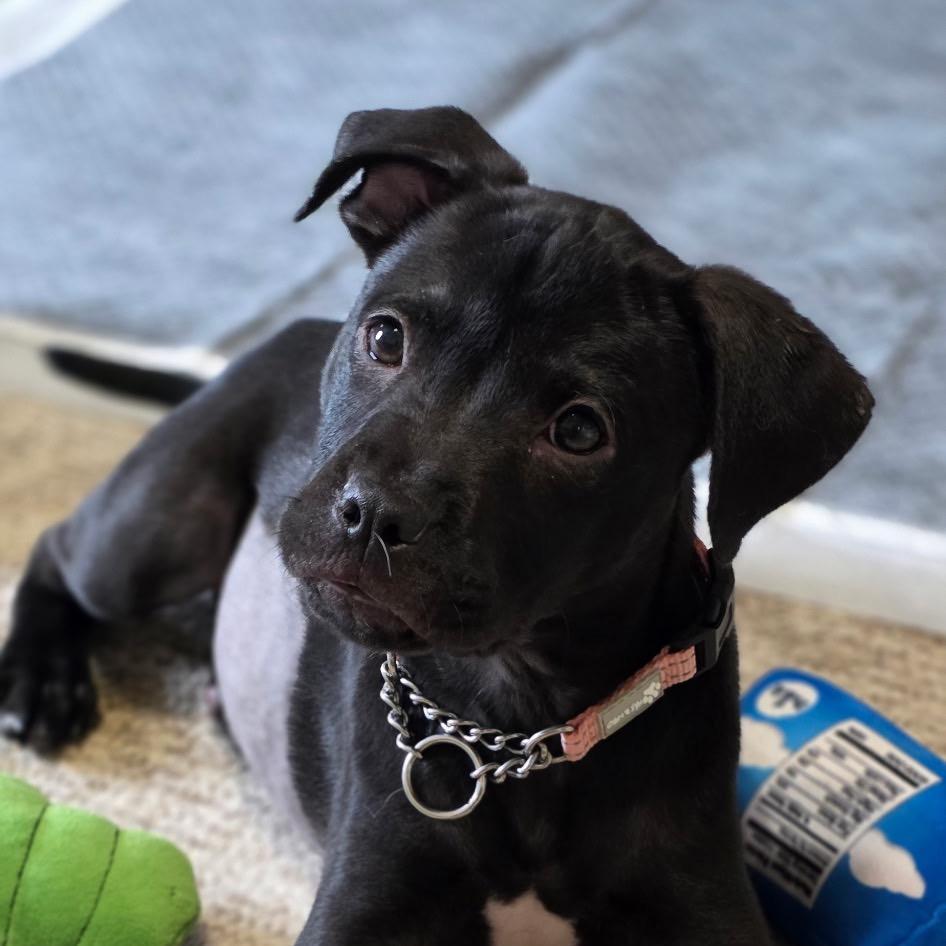 Enlarge Agnes, a Adoptable American Staffordshire Terrier in Monroe, MI image 2/5