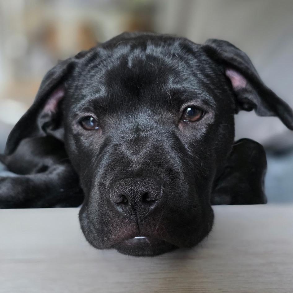Enlarge Agnes, a Adoptable American Staffordshire Terrier in Monroe, MI image 4/5