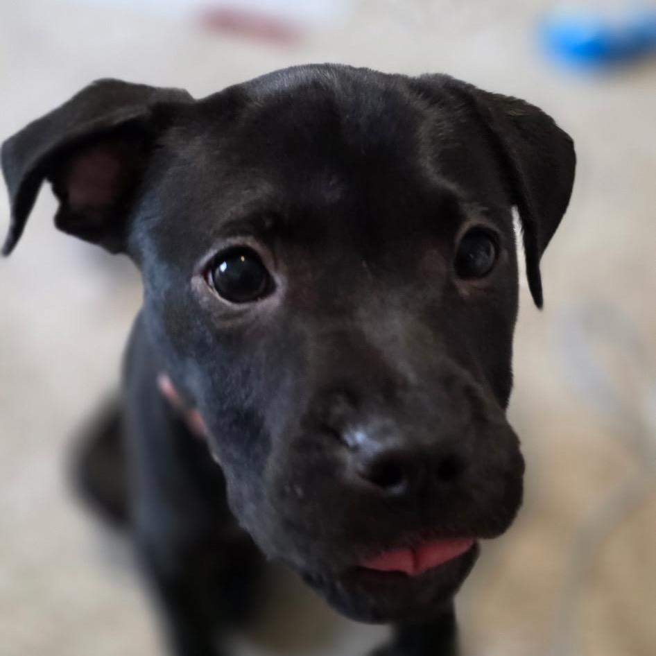 Enlarge Agnes, a Adoptable American Staffordshire Terrier in Monroe, MI image 5/5