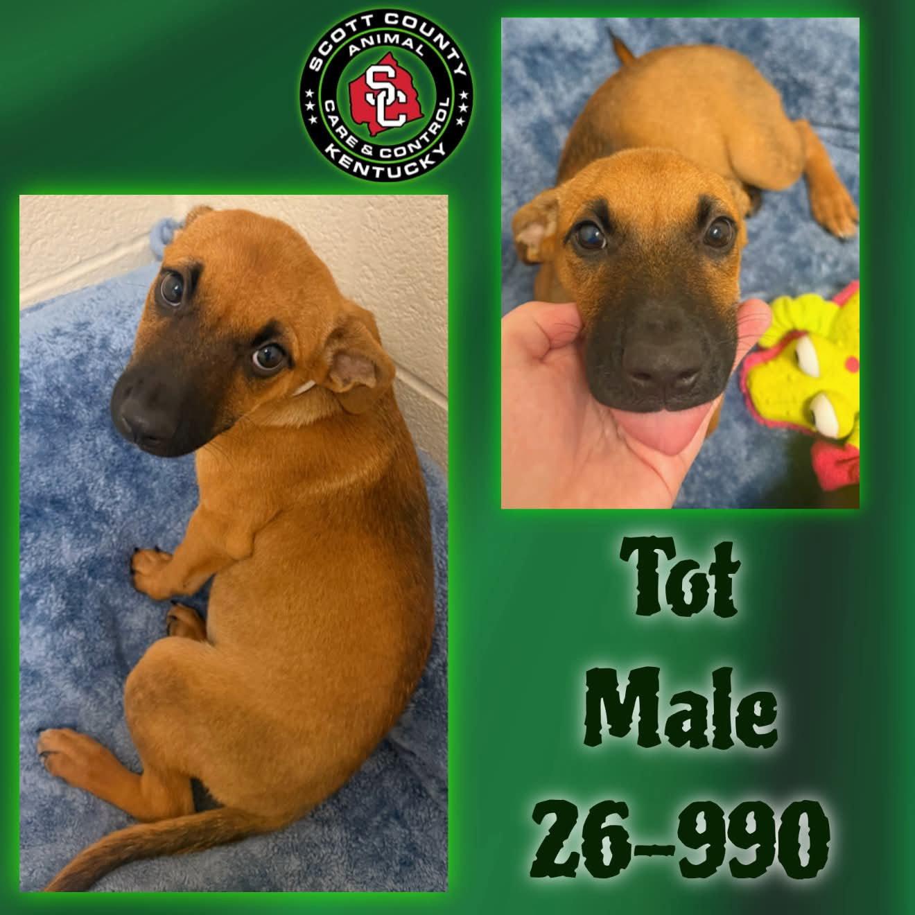 Enlarge Tot, a Adoptable mixed breed in Georgetown, KY image 1/1