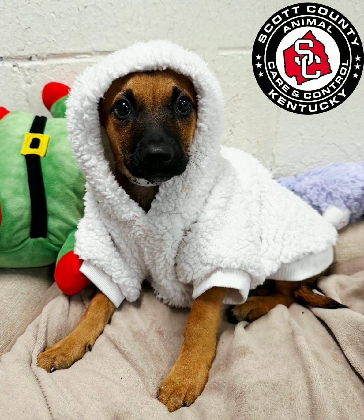 Enlarge Tot, a Adoptable mixed breed in Georgetown, KY image 2/3