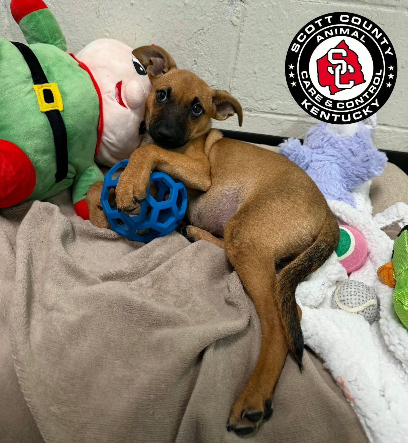Enlarge Tot, a Adoptable mixed breed in Georgetown, KY image 3/3