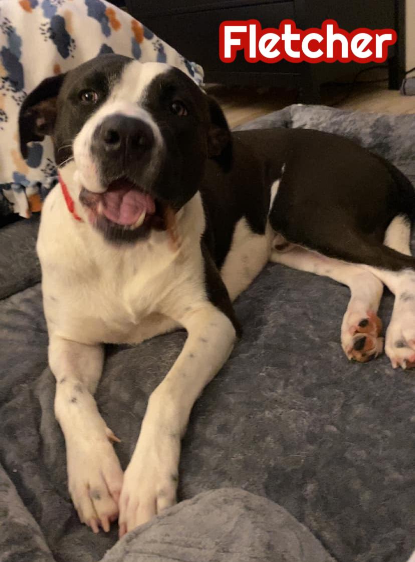 Enlarge Fletcher, a Adoptable mixed breed in Elburn, IL image 3/6