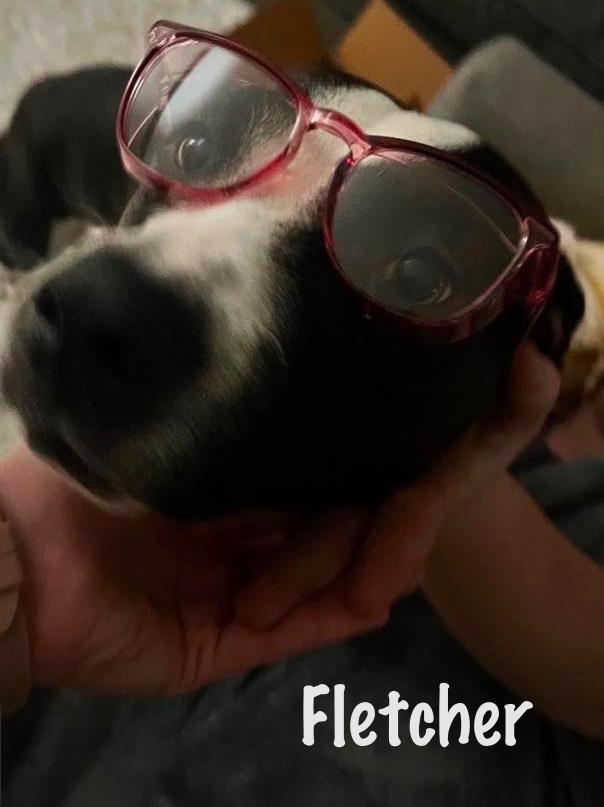 Enlarge Fletcher, a Adoptable mixed breed in Elburn, IL image 4/6