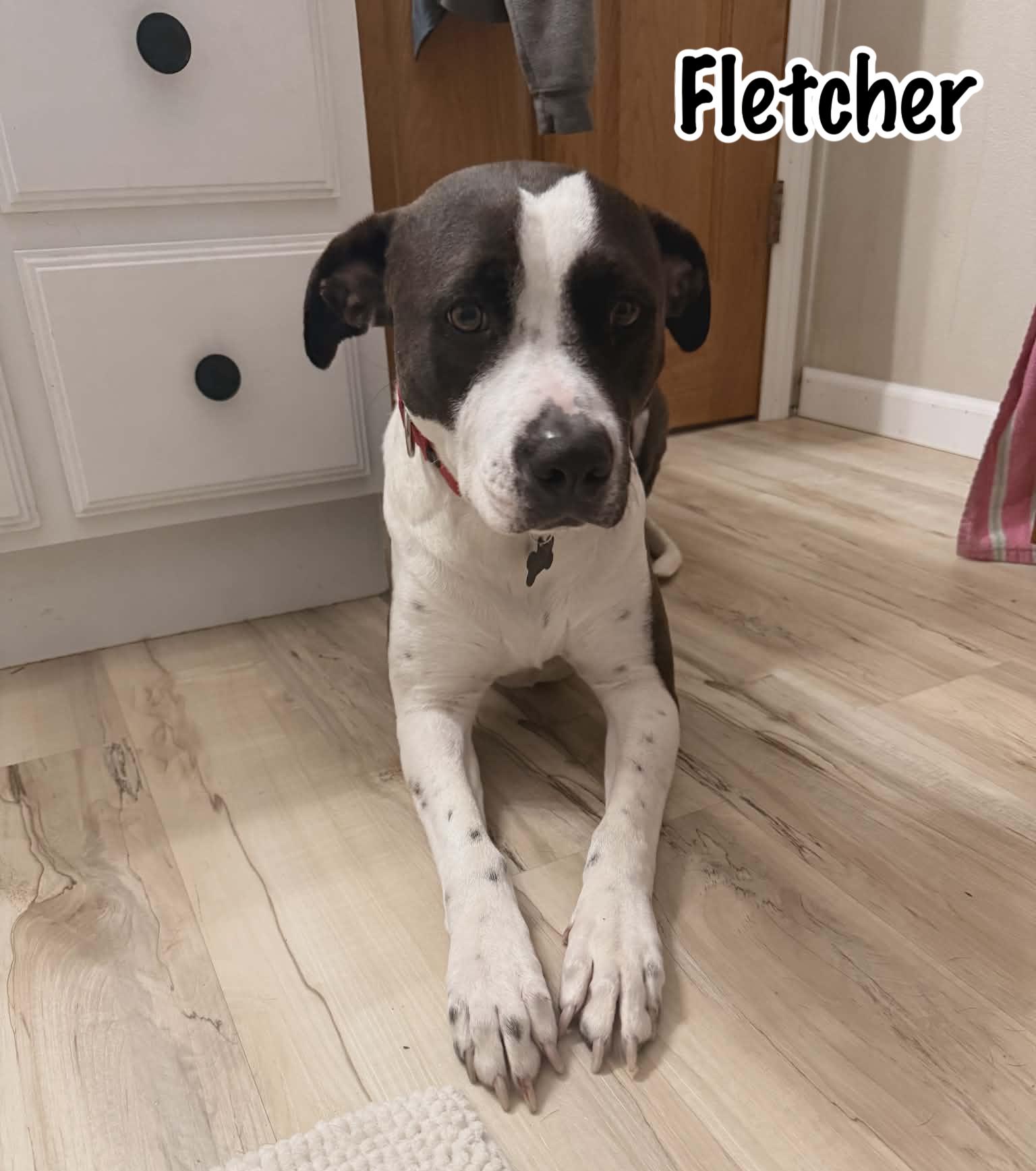 Fletcher, Adoptable, Adult Male Pit Bull Terrier & American Staffordshire Terrier.