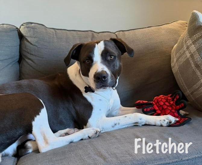 Fletcher — thumbnail 6