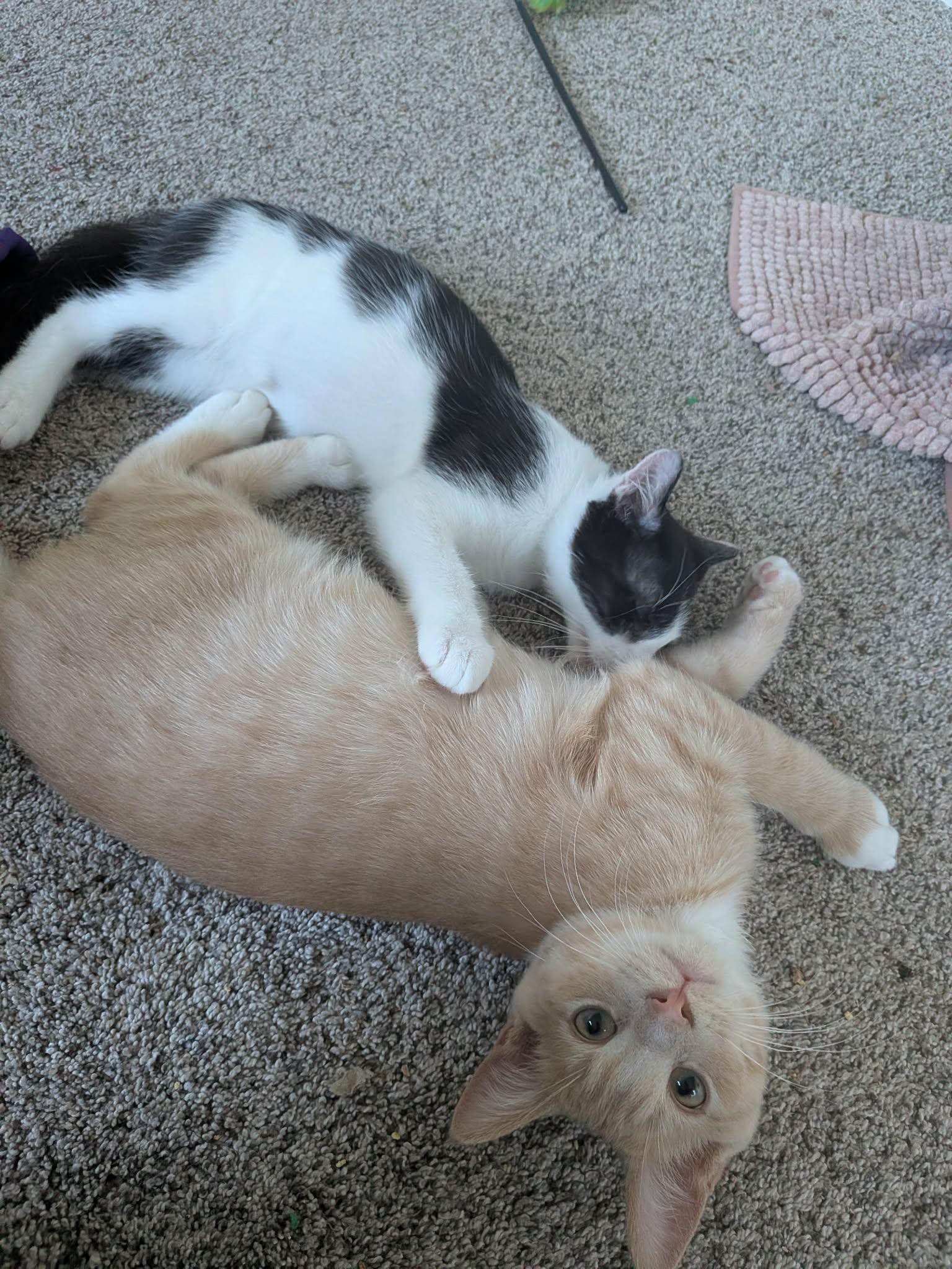 Enlarge Conga, a Adoptable Domestic Short Hair in Milwaukee, WI image 5/6