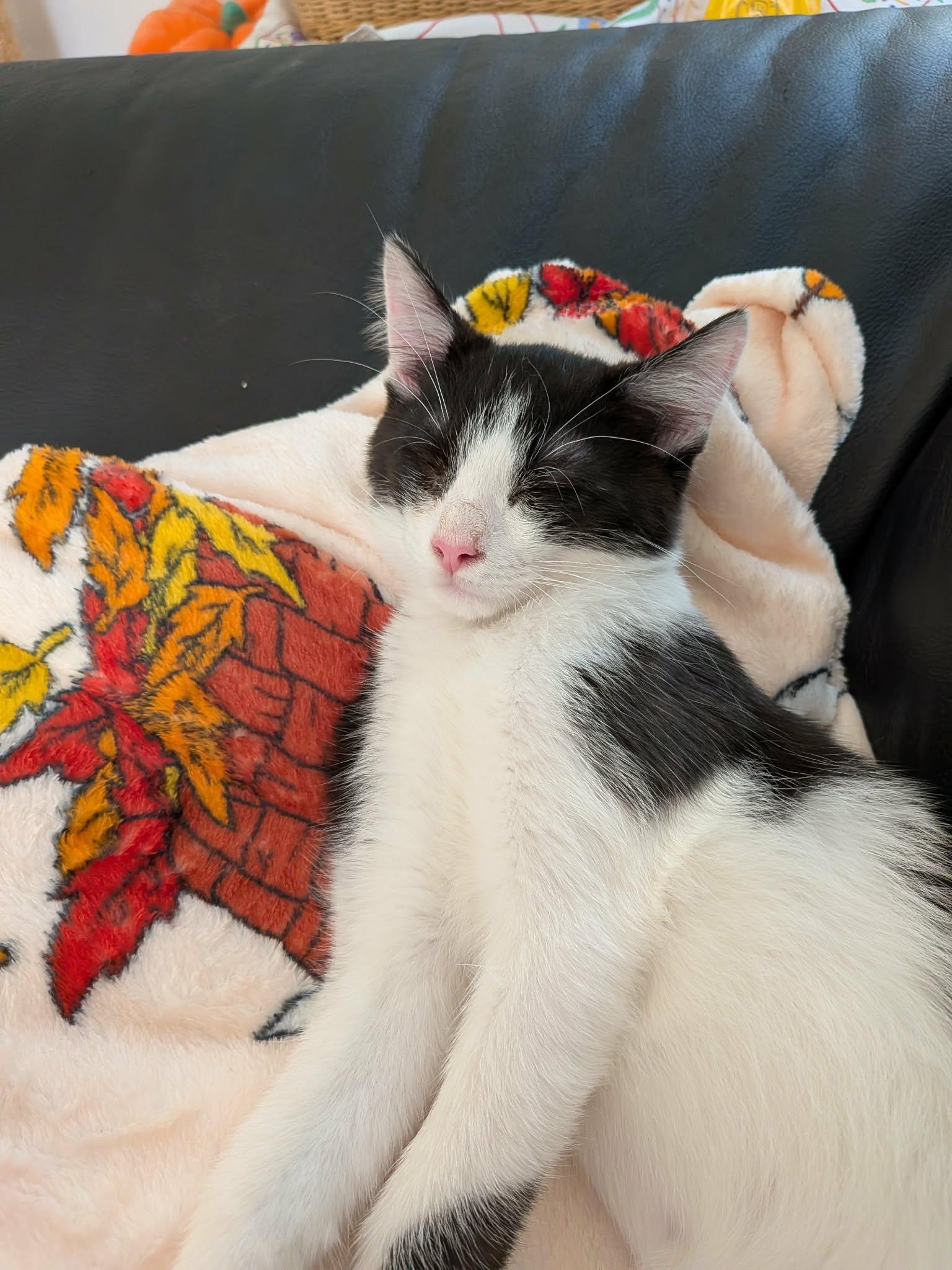 Enlarge Conga, a Adoptable Domestic Short Hair in Milwaukee, WI image 4/6