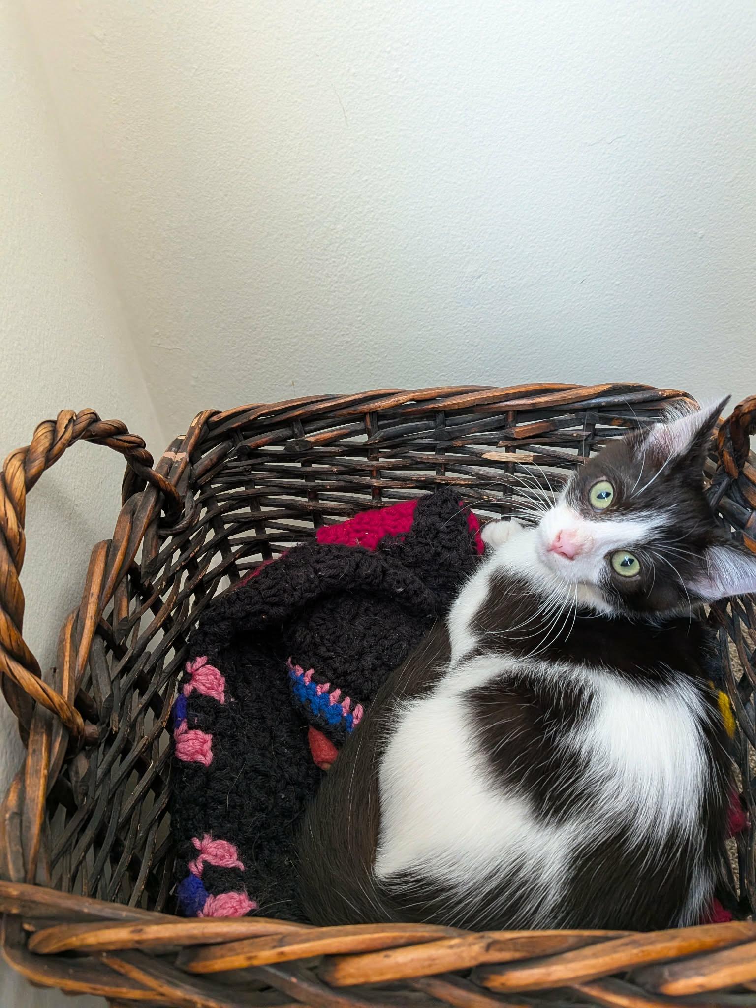 Enlarge Conga, a Adoptable Domestic Short Hair in Milwaukee, WI image 3/6