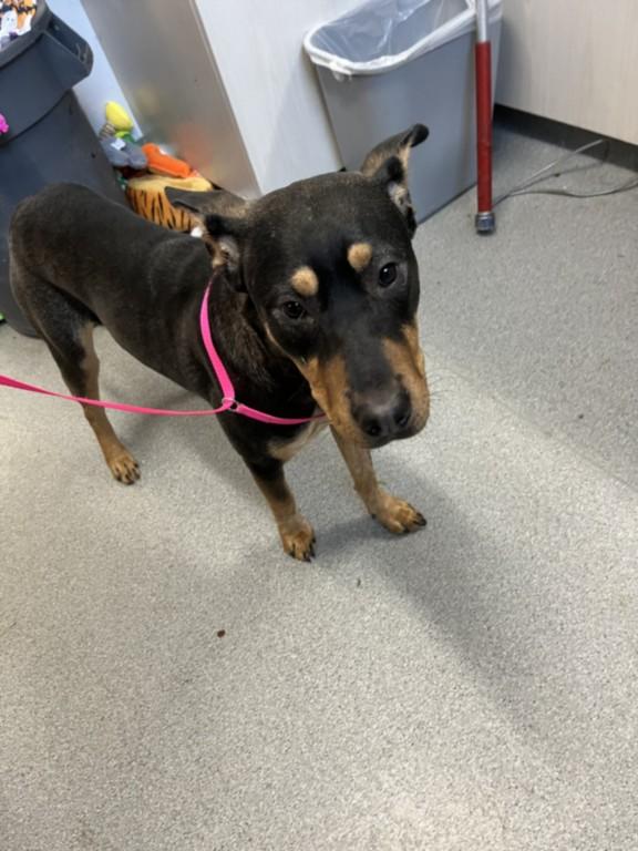 Enlarge A210044, a Adoptable mixed breed in Olivehurst, CA image 1/1