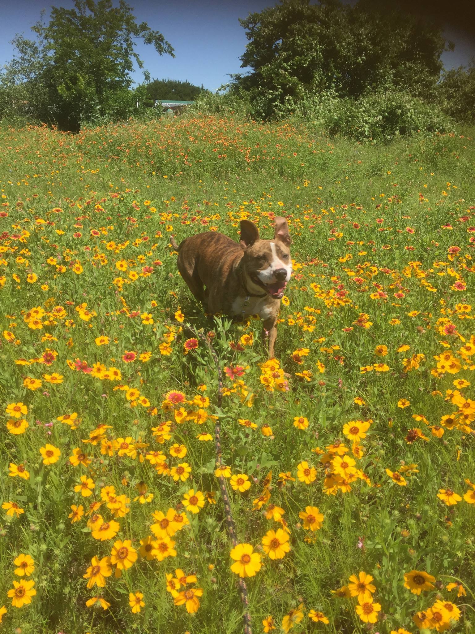 Enlarge Rosie, a Adoptable mixed breed in Hearne, TX image 1/8