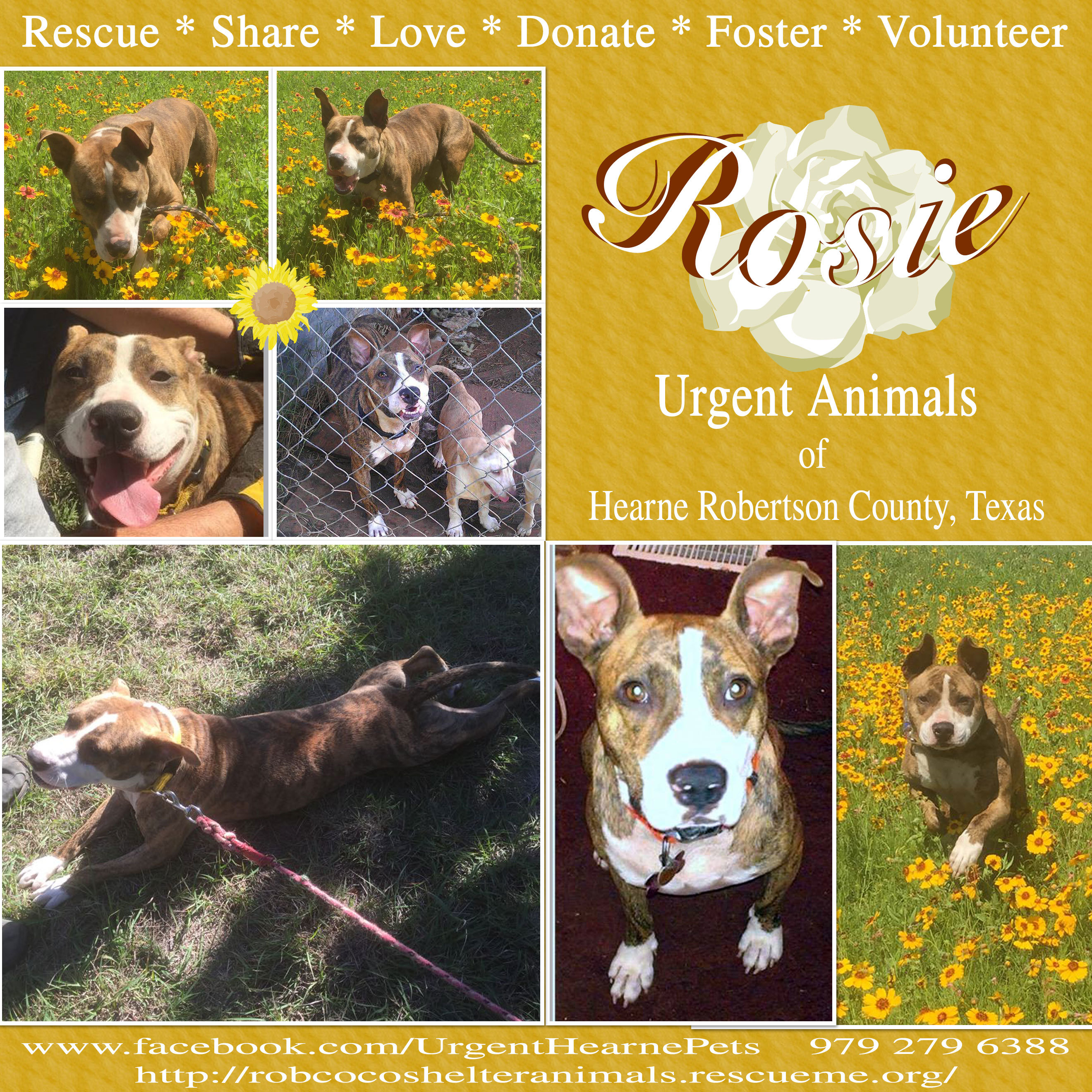 Enlarge Rosie, a Adoptable mixed breed in Hearne, TX image 2/8