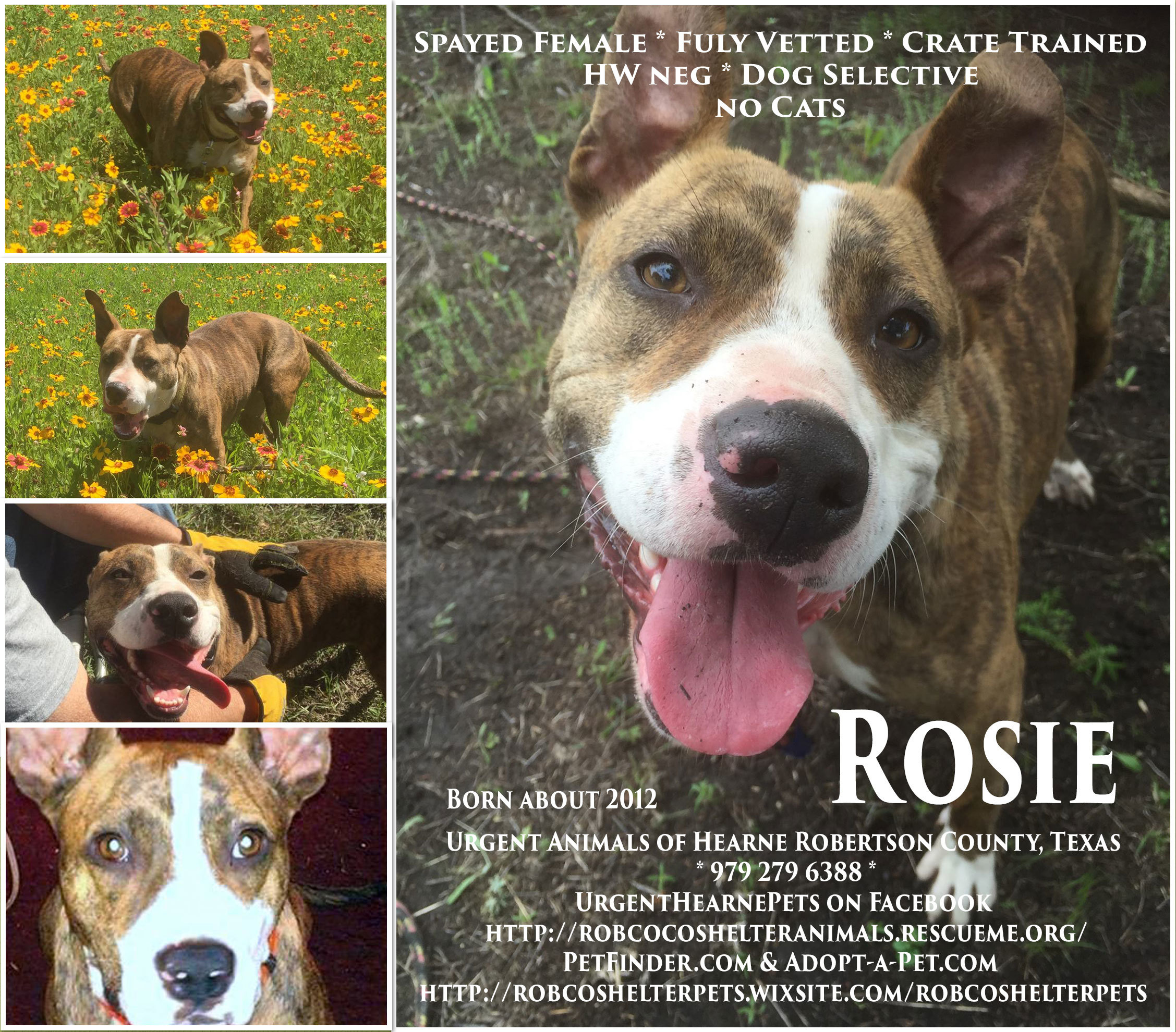 Enlarge Rosie, a Adoptable mixed breed in Hearne, TX image 3/8