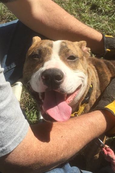 Enlarge Rosie, a Adoptable mixed breed in Hearne, TX image 4/8