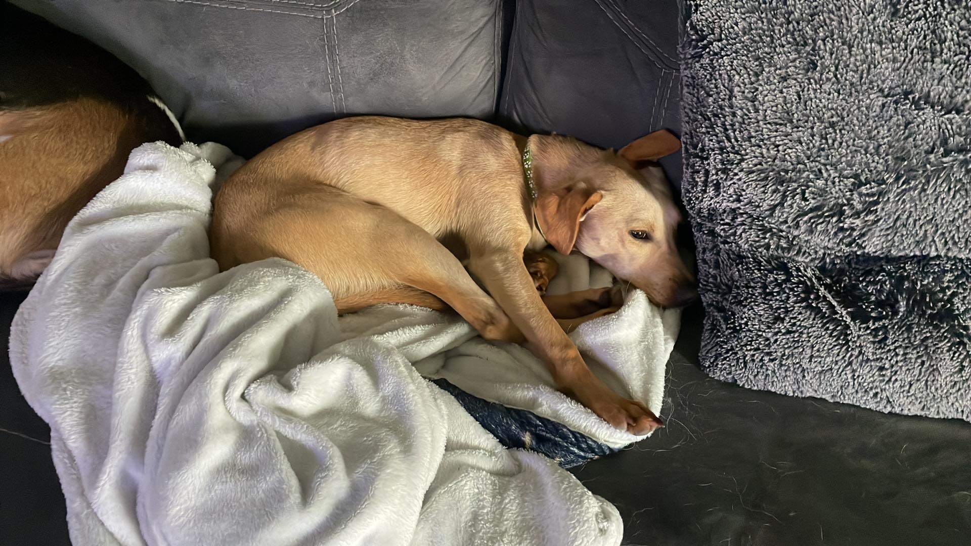 Moe, a Adoptable mixed breed in fort worth, TX image 3/4