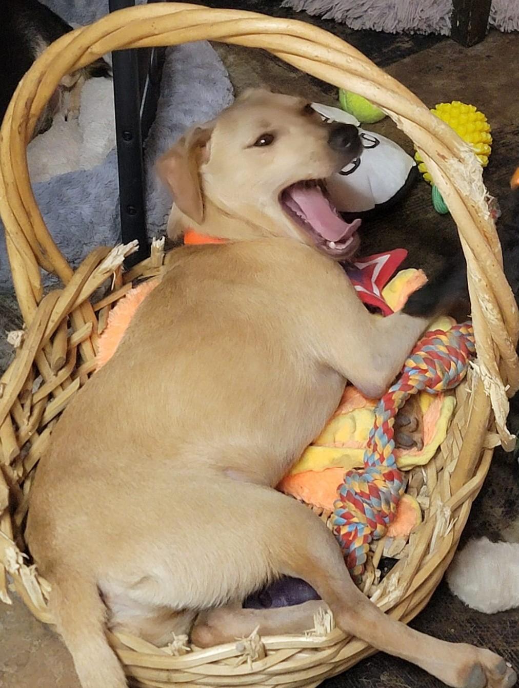 Moe, a Adoptable mixed breed in fort worth, TX image 1/4