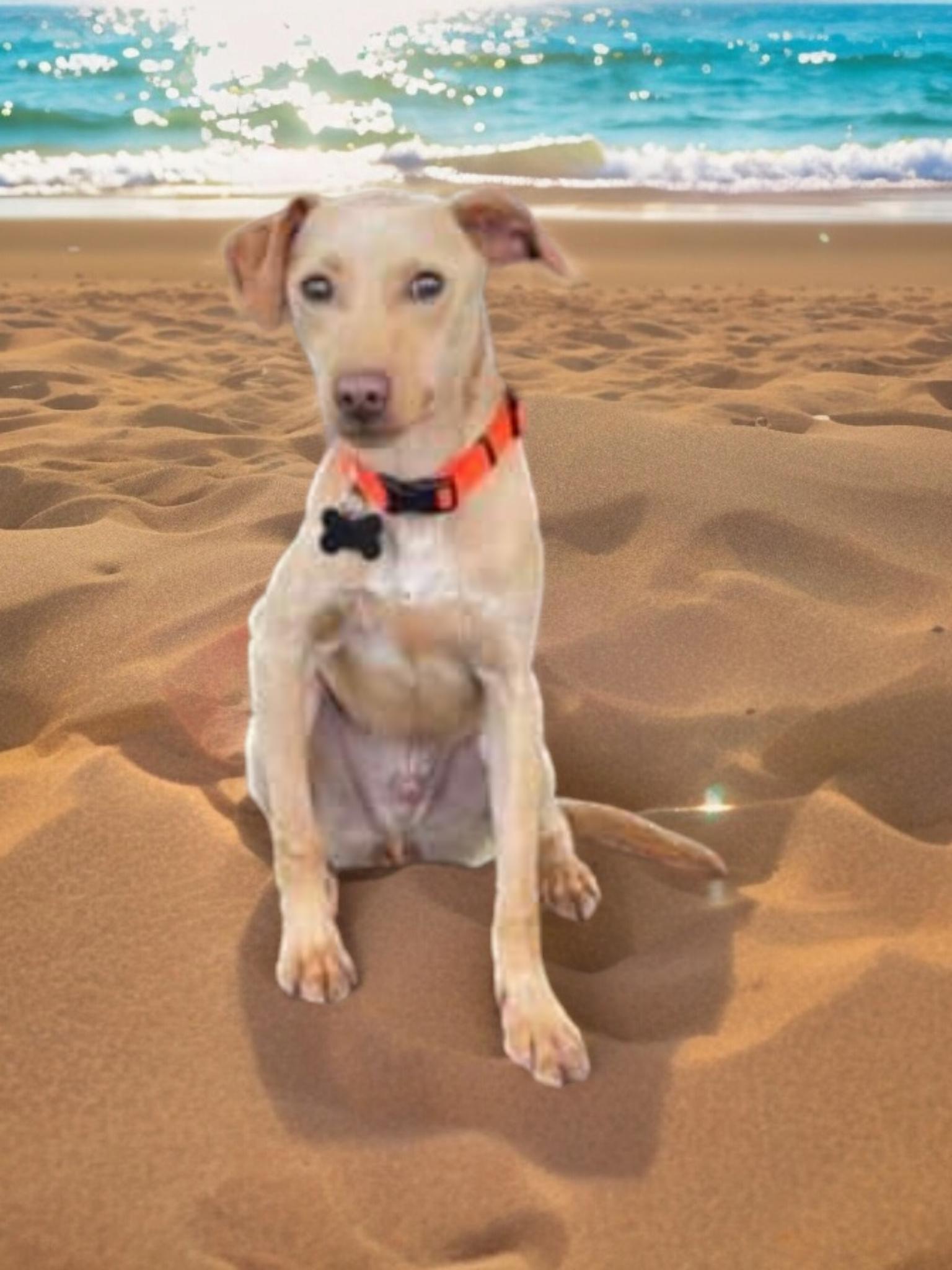 Moe, a Adoptable mixed breed in fort worth, TX image 2/4