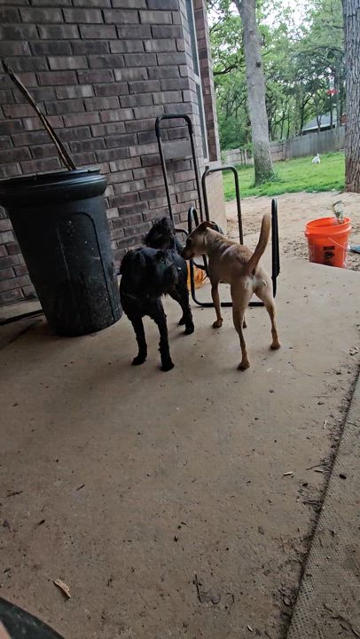 Enlarge Moe, a Adoptable mixed breed in fort worth, TX video 4/4