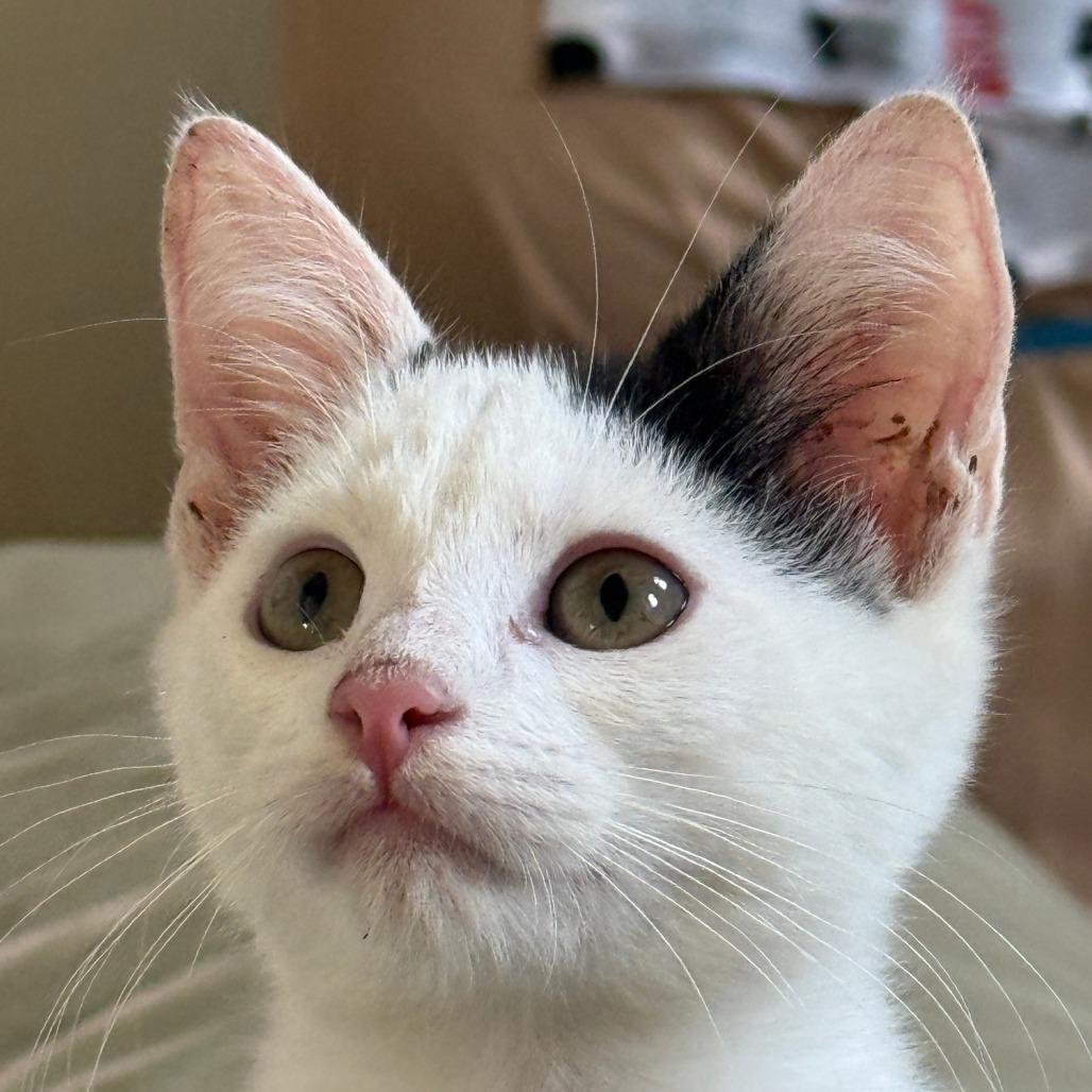 Mike- Bonded with Ike, Adoptable, Young Male Domestic Short Hair.