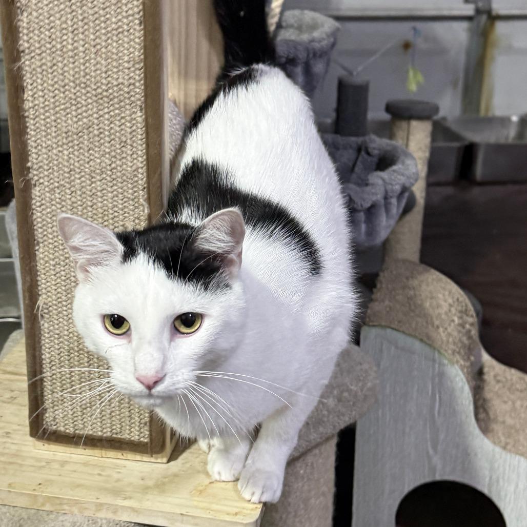 Enlarge Mike- Bonded with Ike, a Adoptable Domestic Short Hair in Glenelg, MD image 2/6