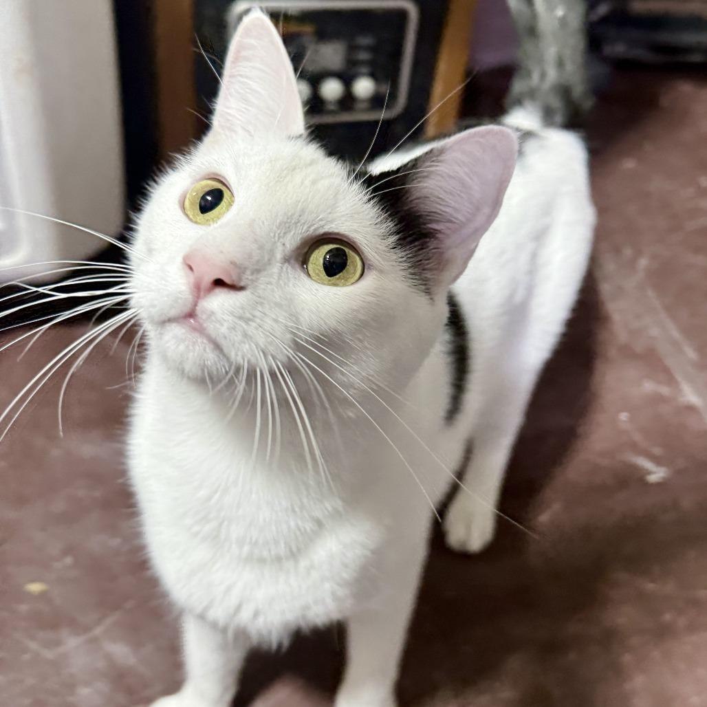 Enlarge Mike- Bonded with Ike, a Adoptable Domestic Short Hair in Glenelg, MD image 3/6