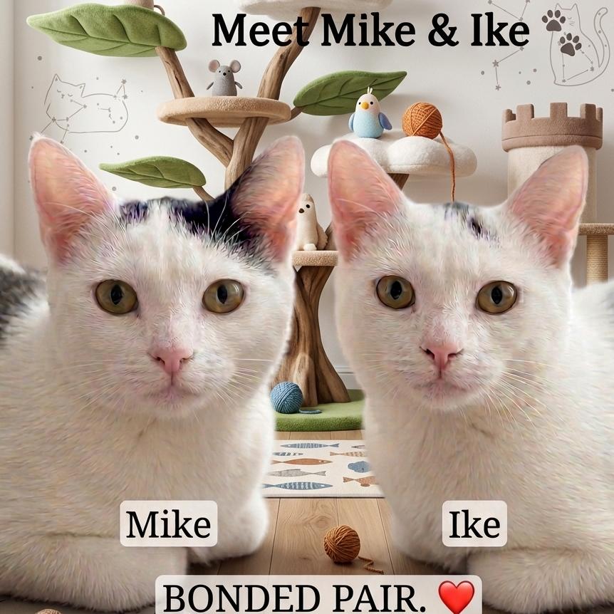 Enlarge Mike- Bonded with Ike, a Adoptable Domestic Short Hair in Glenelg, MD image 4/6