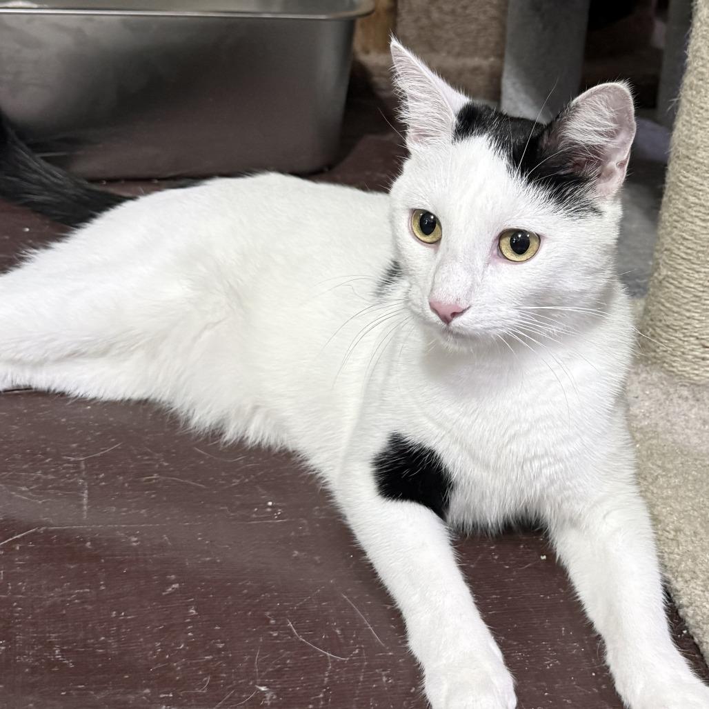 Enlarge Mike- Bonded with Ike, a Adoptable Domestic Short Hair in Glenelg, MD image 5/6