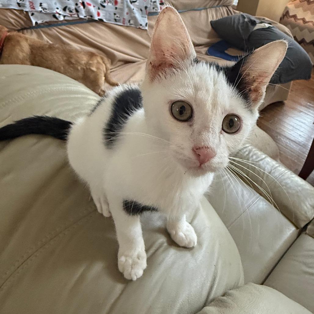 Enlarge Mike- Bonded with Ike, a Adoptable Domestic Short Hair in Glenelg, MD image 6/6