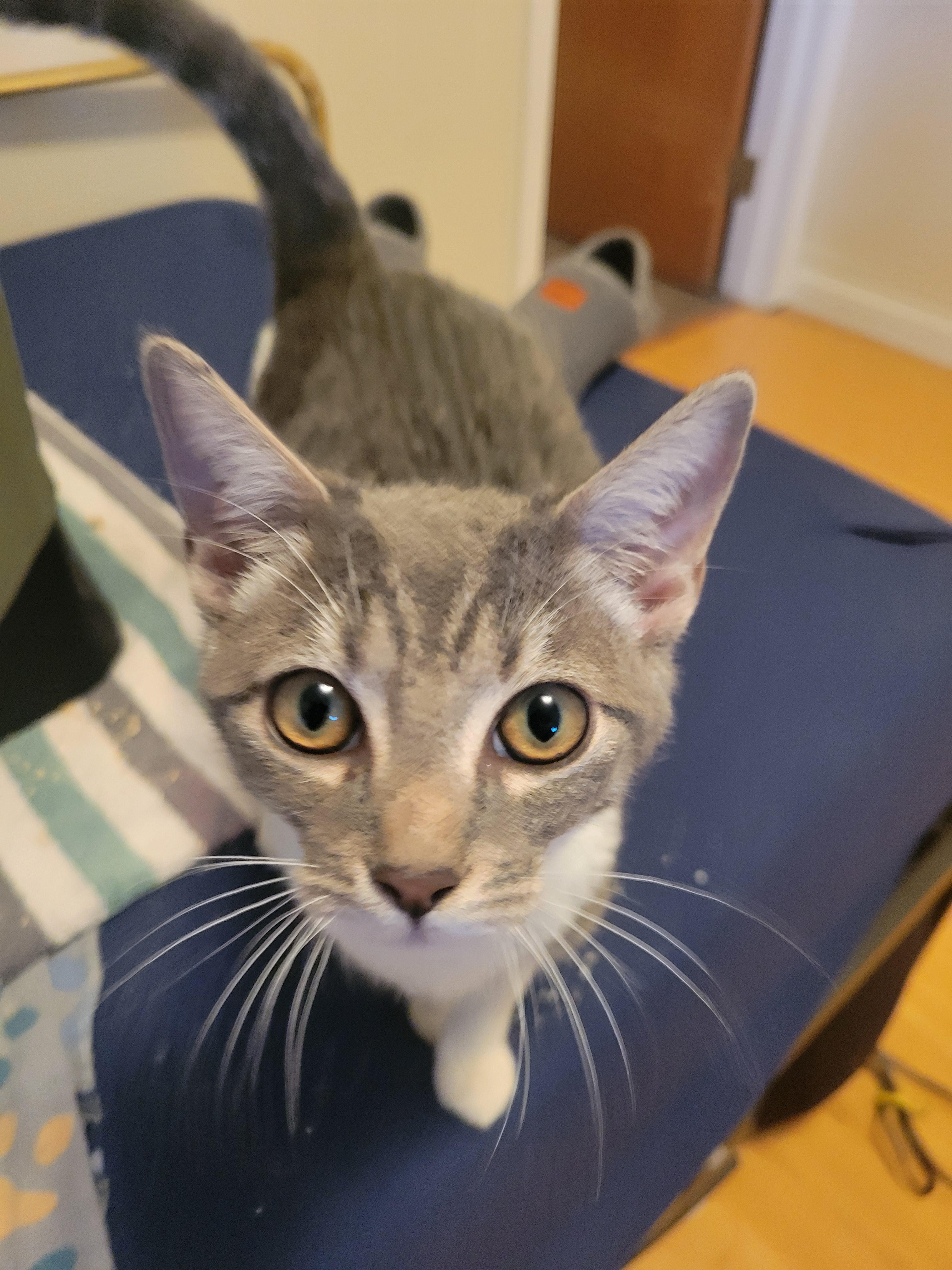 Leo, an adoptable Domestic Medium Hair in Lucerne, CA, 95458 | Photo Image 2