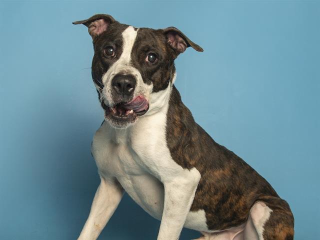 Enlarge SERGIO, a Adoptable Pit Bull Terrier in Phoenix, AZ image 1/1