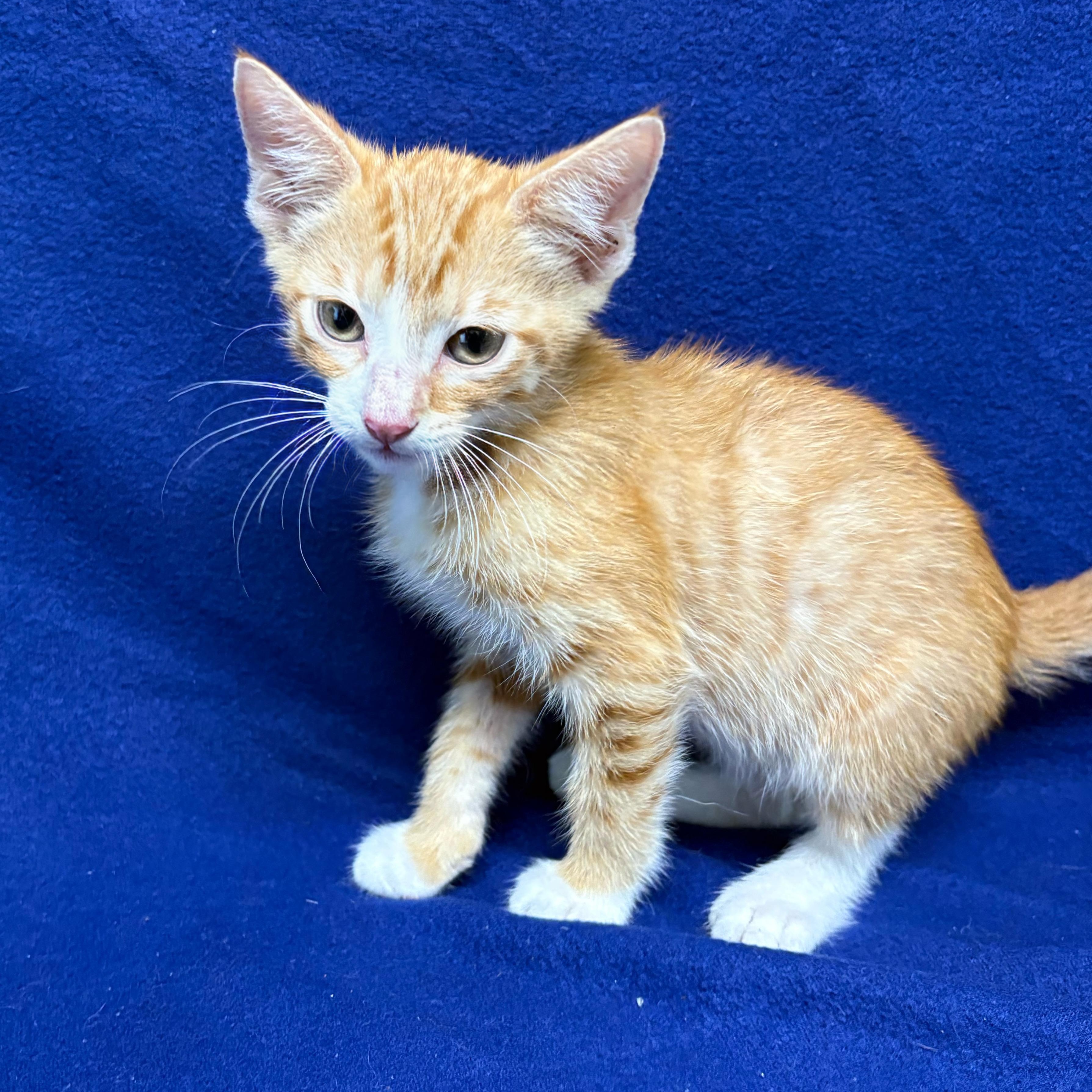 Scott, adopted, Kitten Male Domestic Short Hair.