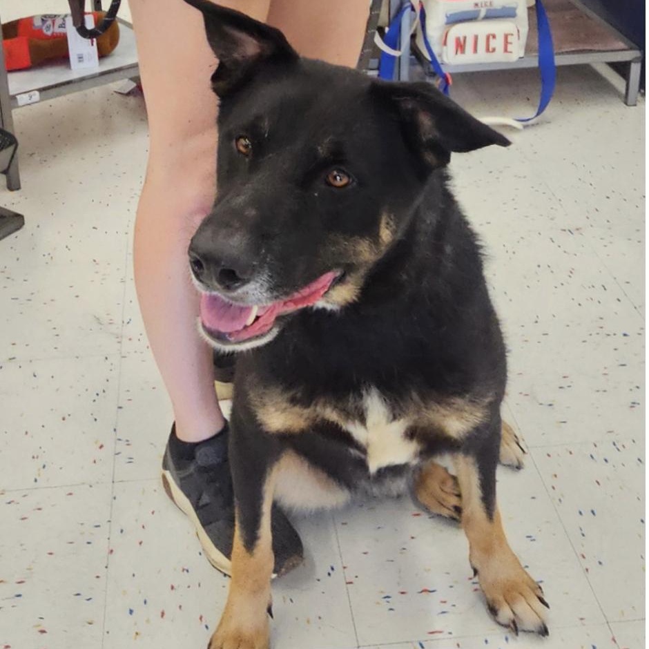 Enlarge Ruger, a Adoptable mixed breed in Cedarburg, WI image 4/6