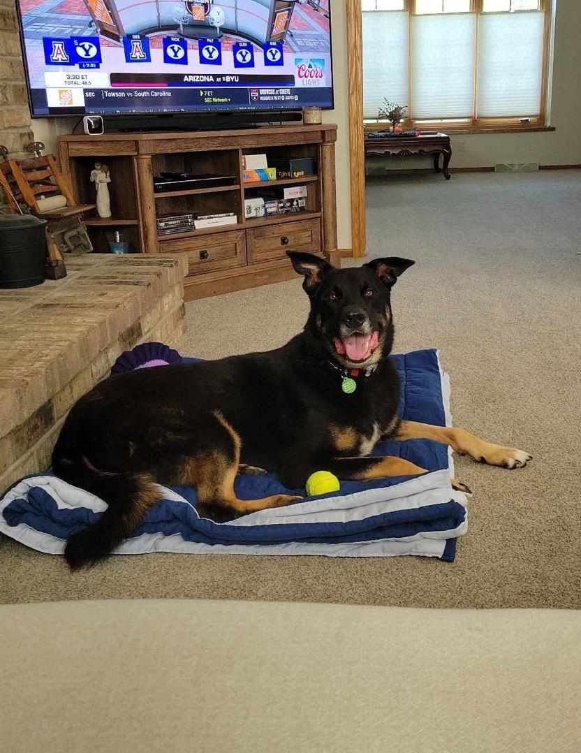 Enlarge Ruger, a Adoptable mixed breed in Cedarburg, WI image 5/6