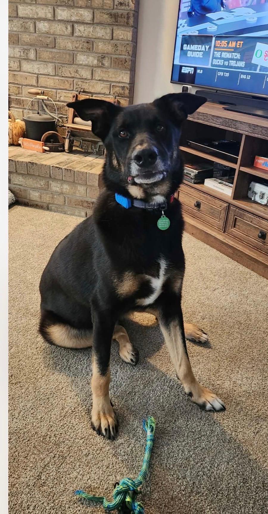 Enlarge Ruger, a Adoptable mixed breed in Cedarburg, WI image 3/6