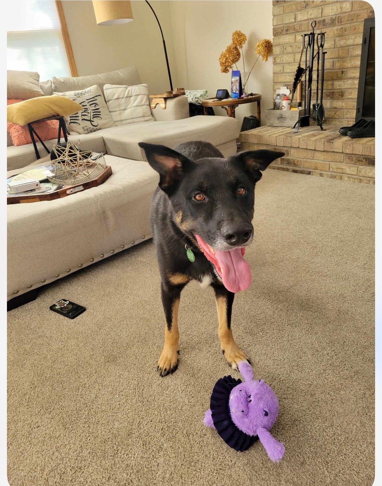 Enlarge Ruger, a Adoptable mixed breed in Cedarburg, WI image 6/6